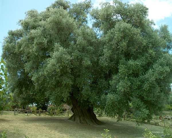 Sono grandi come quest'albero i benefici dell'olio extravergine d'oliva per il nostro organismo.